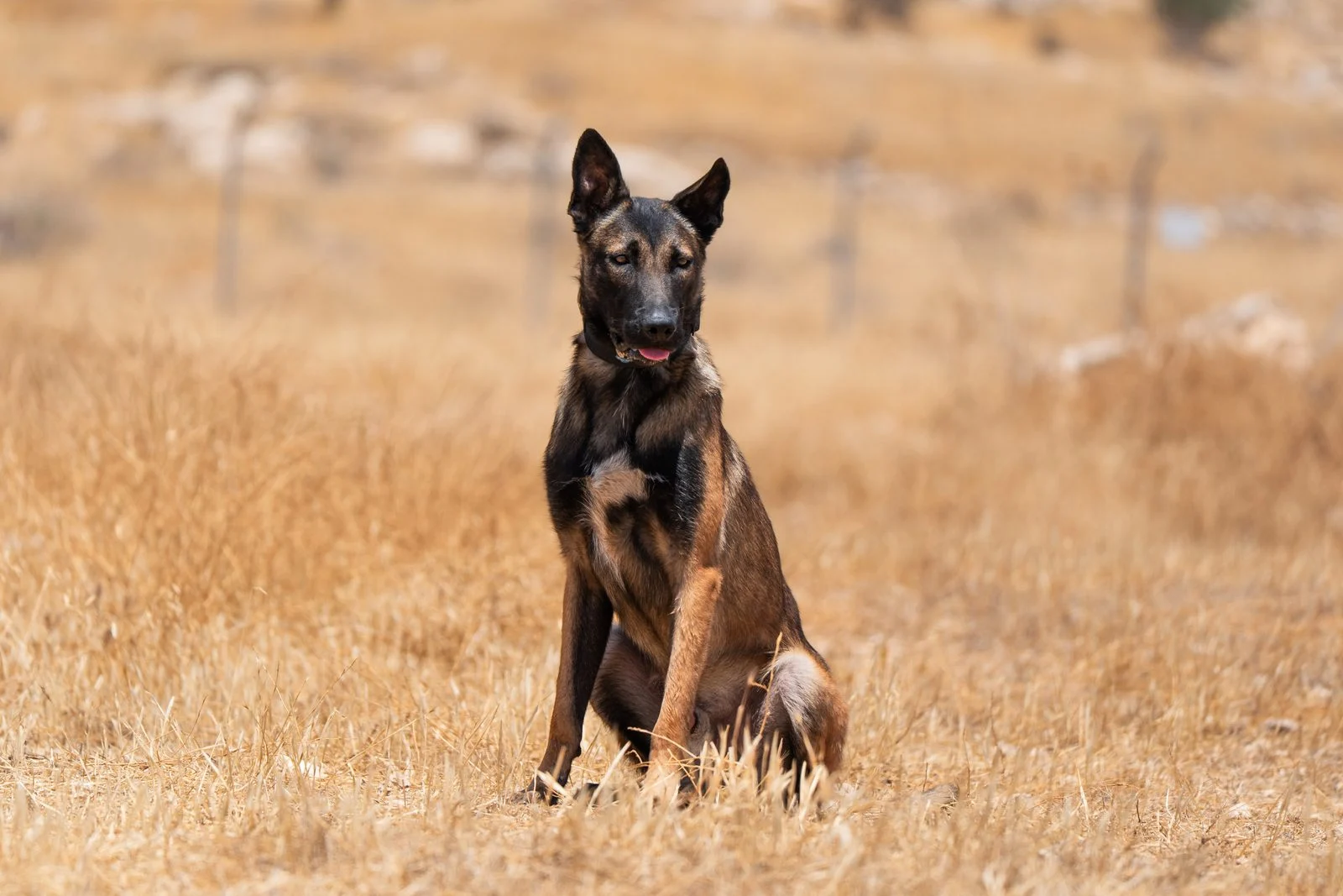 Zagan Trained Belgian Malinois Protection Dog