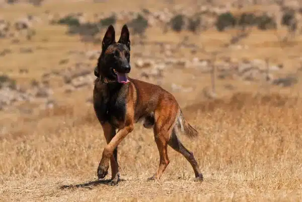 Blaze, a Belgian Malinois, mid-stride with a front paw raised, head turned to the side in a dry grass field